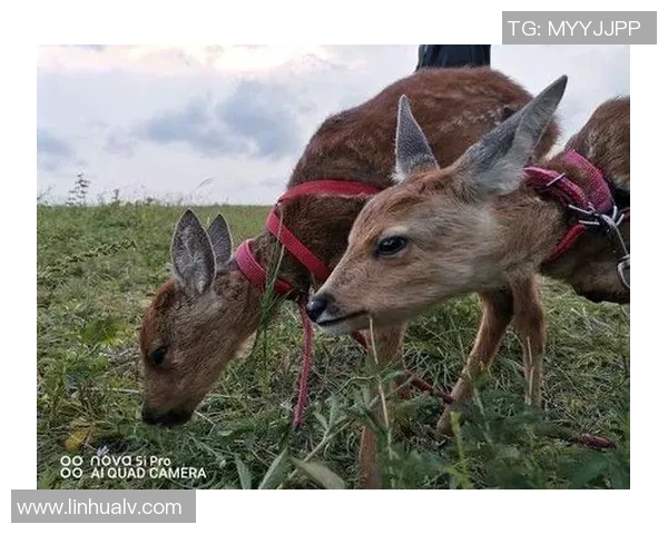 德国足球明星小鹿的精彩瞬间与成长历程全解析